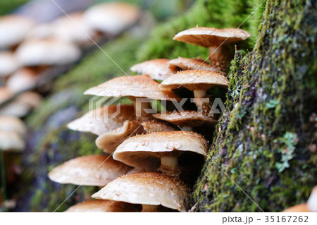 富士山樹海 倒木に着生するキノコの写真素材