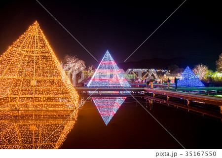 あしかがフラワーパークのイルミネーション 光のピラミッドを眺める人 あしかがフラワーパークのイルミネーション 光のピラミッドを眺める人 35167550