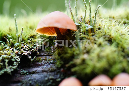 倒木に生える キノコの写真素材