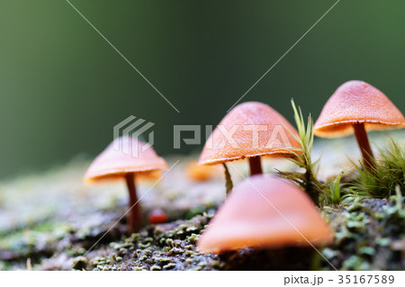 倒木に生える キノコの写真素材