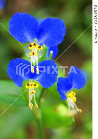 ツユクサ ツユクサ 35168043