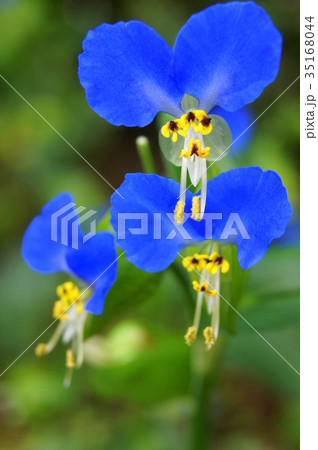 ツユクサ 35168044