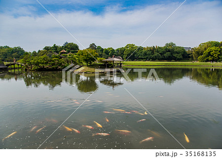 岡山 初夏の後楽園 池の鯉 日本三名園の一つ 岡山 初夏の後楽園 池の鯉 日本三名園の一つ 35168135
