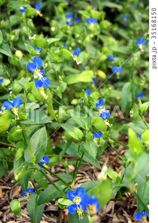 ツユクサ 35168150