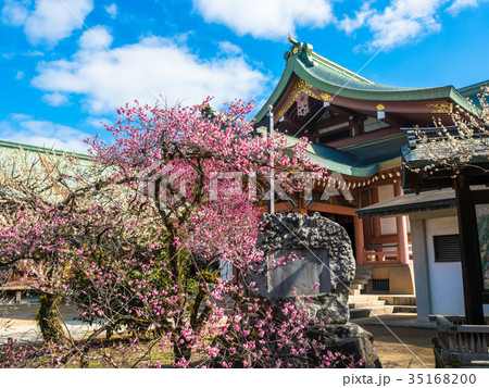 北野天満宮の梅と宝物殿 35168200