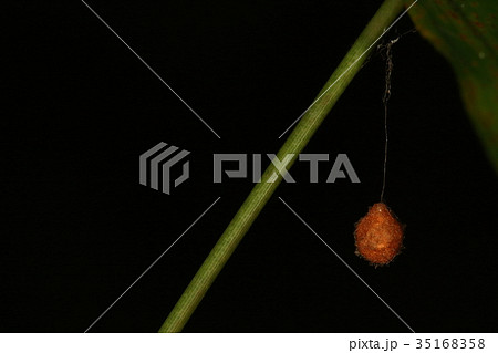 生き物　蜘蛛　センショウグモ、小さなオレンジ色のくす玉のような卵のう。クモを食べるクモです 35168358