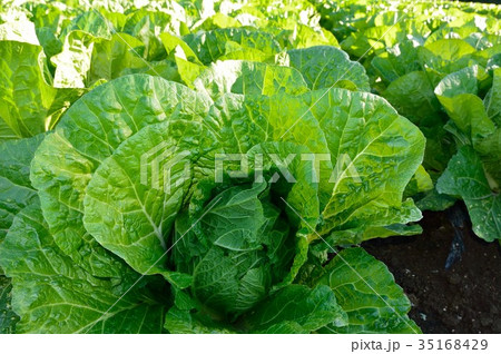秋の白菜畑 秋の白菜畑 35168429