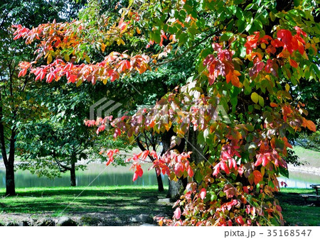 ツタウルシの紅葉 ツタウルシの紅葉 35168547