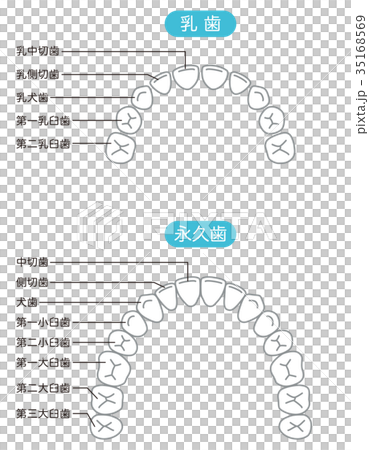 恆牙和牙齒的名稱 恆牙和牙齒的名稱 35168569