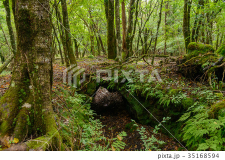 富士山須山御胎内・洞窟 35168594