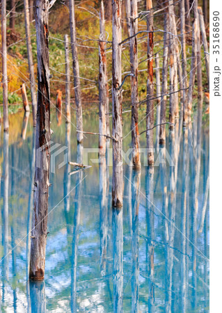 秋の青い池 35168690