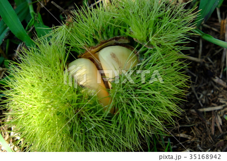 白い　栗 35168942