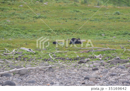 野生のヒグマ〜母グマと子熊（知床半島 西岸／北海道） 35169642
