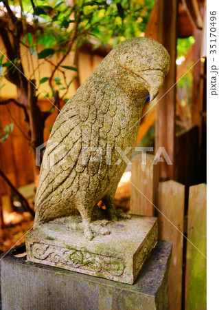 Taiho Shrine black kite (komatobi) in autumn 35170496