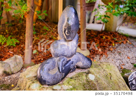 Taiho Shrine guardians snake (komahebi) in autumn 35170498