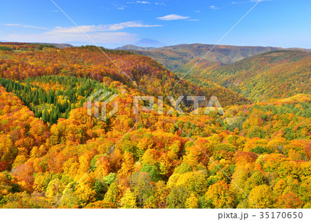 八甲田山の紅葉 35170650