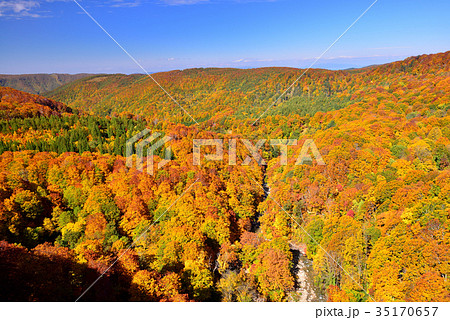 八甲田山の紅葉 35170657
