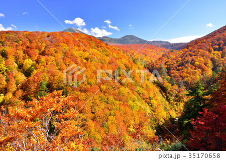 八甲田山の紅葉 35170658