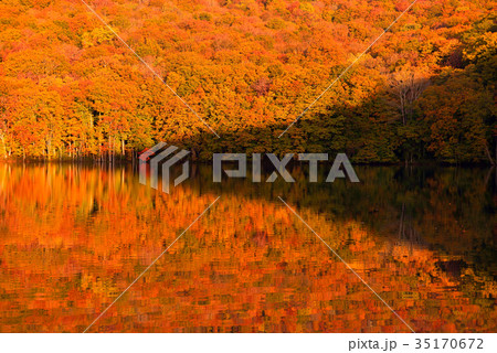 八甲田山の紅葉 35170672