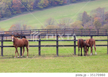 秋の牧場 35170960