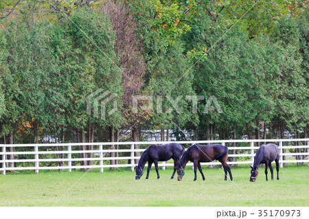 秋の牧場 35170973