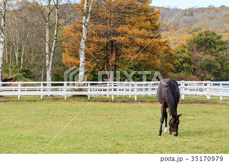 秋の牧場 35170979