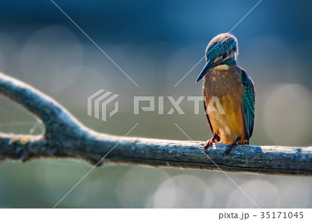 Kingfisher or Alcedo atthis perches on branch 35171045