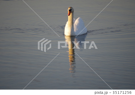 池に浮かぶ白鳥 池に浮かぶ白鳥 35171256