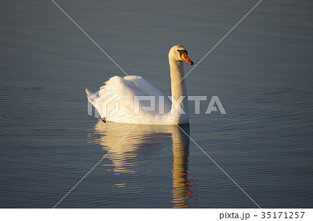 池に浮かぶ白鳥 池に浮かぶ白鳥 35171257