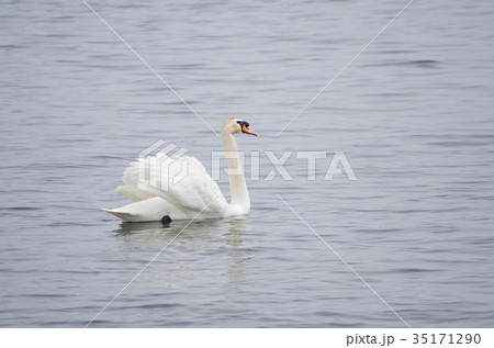 池に浮かぶ白鳥 池に浮かぶ白鳥 35171290