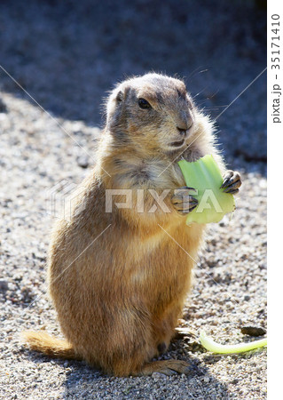 プレーリードッグ 35171410