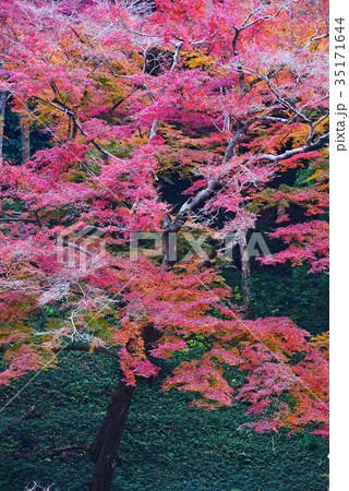 紅葉 35171644