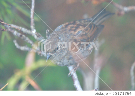 山頂のカヤクグリ 山頂のカヤクグリ 35171764