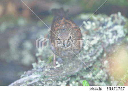 山頂のカヤクグリ 山頂のカヤクグリ 35171767