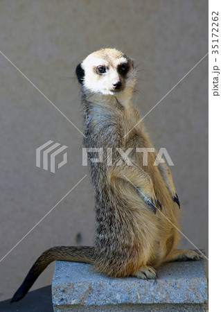 ミーアキャット 35172262