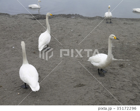 日本 ジャパン 日本国 35172296