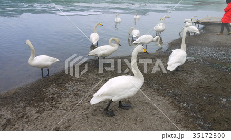 日本 ジャパン 日本国 35172300