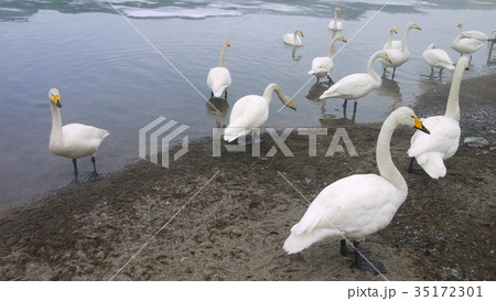 日本 ジャパン 日本国 35172301