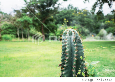 Cactus in the park. 35173348