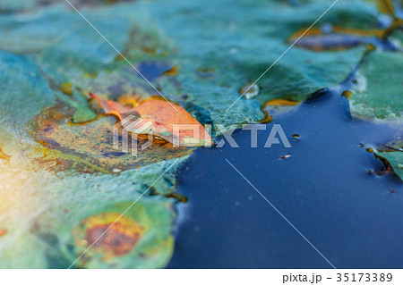 Dried leaves on water. Dried leaves on water. 35173389