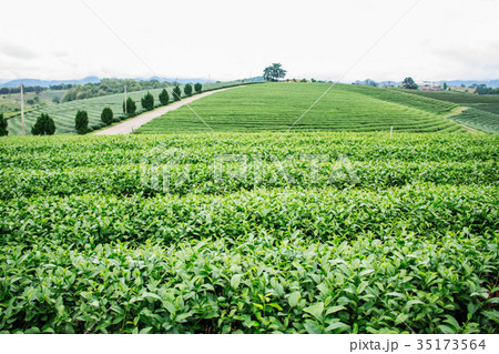 Green tea farm on the hill. Green tea farm on the hill. 35173564