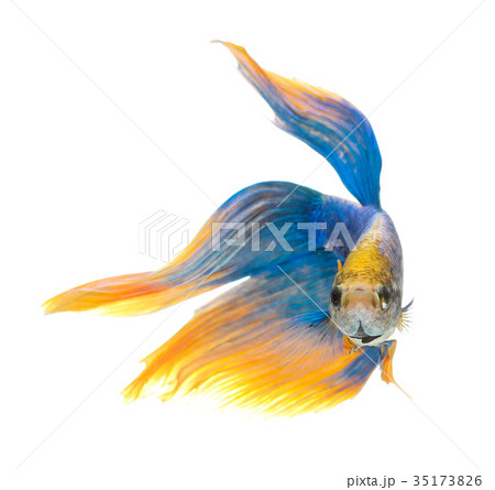 Betta fish, siamese fighting fish, betta splendens 35173826