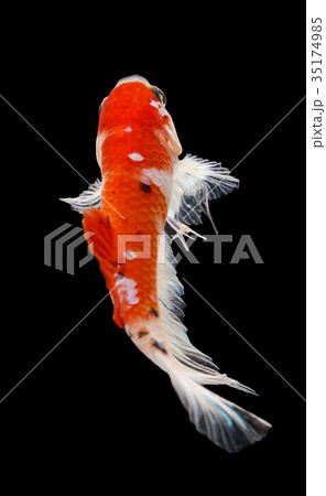 Betta fish, siamese fighting fish, betta splendens Betta fish, siamese fighting fish, betta splendens 35174985