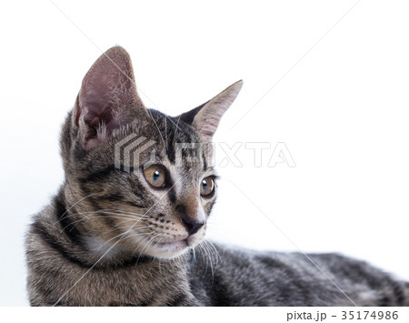 tabby kitten isolate on white tabby kitten isolate on white 35174986