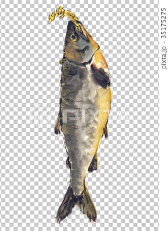 Shinmaki Salmon Aramaki Salmon Watercolor Shinmaki Salmon Aramaki Salmon Watercolor 35175275