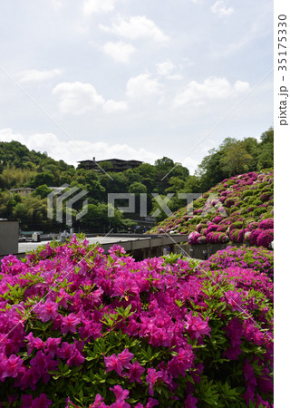 蹴上浄水場　ツツジ 35175330