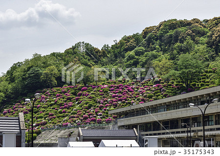 蹴上浄水場 ツツジの写真素材