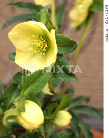 クリスマスローズ(黄) クリスマスローズ(黄) 35175384