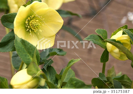 クリスマスローズ(黄) クリスマスローズ(黄) 35175387