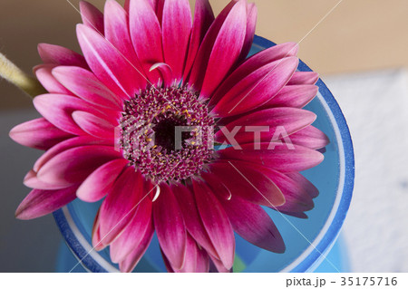花 ガーベラ 背景素材 ボタニカルのイメージ 花 ガーベラ 背景素材 ボタニカルのイメージ 35175716